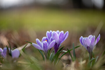 Fototapeta premium Spring background with flowering violet and purple, Crocus in early spring. Crocus Iridaceae ( The Iris Family )