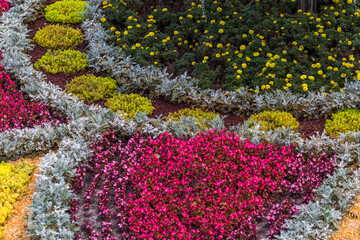 red and yellow flowers