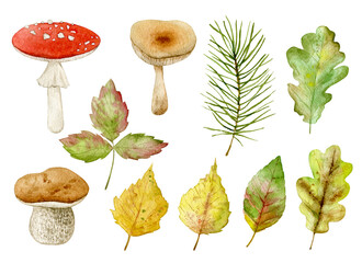 Watercolor illustration set with forest leaves, pine, mushrooms. Isolated on white background. Hand drawn clipart. Perfect for card, postcard, tags, invitation, printing, wrapping.