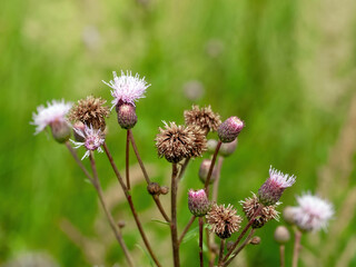 branches and thorns of burdock in the meadow