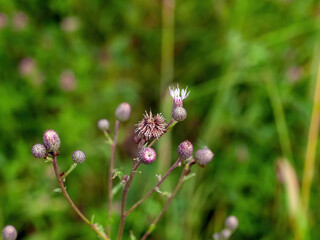 branches and thorns of burdock in the meadow