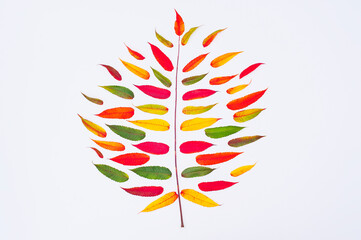 Creative concept leaf with colorful mini leaves. Nature mockup. Flat lay tree. Saesonal concept.