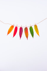Six autumn leaves hanging on a rope, isolated on white background. Yellow, orange, red, purple, green leaves. Seasons concept.