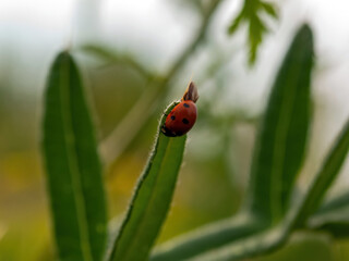 ladybug crawls on a thorn