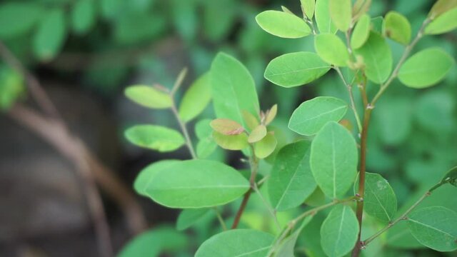 Katuk (Sauropus androgynus, star gooseberry) leaves with a natural background. Used as herbal medicine