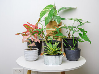 Houseplants air purifier tree with Aglaonema,Epipremnum Pinnatum Variegated,palm leaf,Syngonium,and Snake plant in modern container on white wood table wall background