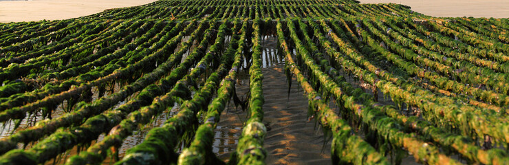 particolare coltivazione cozze