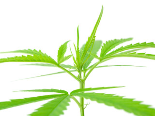 Marijuana leaves,Cannabis branch fresh green isolated on white background