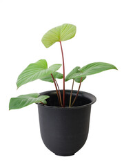 Homalomena rubescens (roxb.) kunth plant with beautiful heart shape leaf in black flowerpotted isolated on white include clipping path