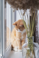 A red cat sits on the windowsill. Concept pets and comfort.