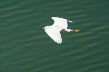 Adult Little Egret (Egretta garzetta) flying over lake