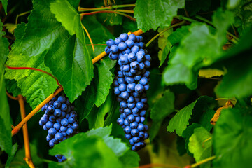 Bunches of black grapes hang on a shrub with green foliage. Natural product for the manufacture of...