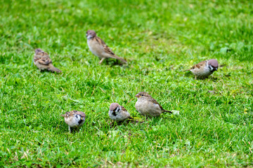 Sparrows on a green lawn in sunny weather. Selective soft focus