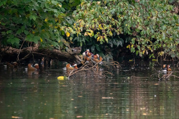 オシドリのいる池！
オシドリが越冬するためにやってくる池。
そこでは繁殖のためのメスをめぐるオスたちの闘いが繰り広げられます。
メスにアピールするためにオスはお腹を大きく膨らませています。