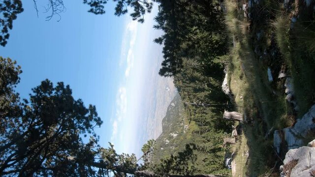 Panoramic view from giant pine tree on Mount Olympus, vertical orientation