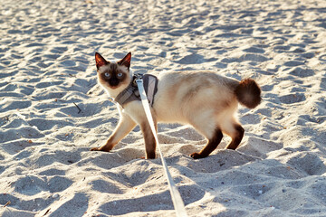 Mekong bobtaile cat on a leash walking walks on the sand on the beach