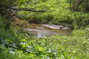 City summer park with a picturesque shady stream and greenery
