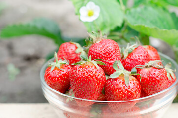 Growing strawberries at home. Gardening concept. Bowl with juicy fresh strawberries on the background of a strawberry bush.