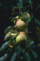 Sweet apples on a branch.