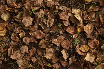 leaves on the ground