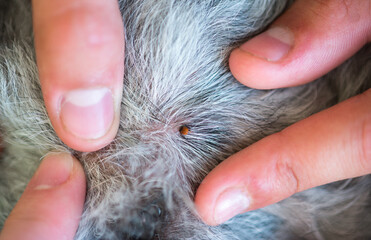 Tick on the Pumi dog's skin