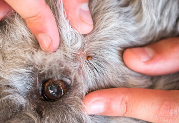 Tick on the Pumi dog's skin