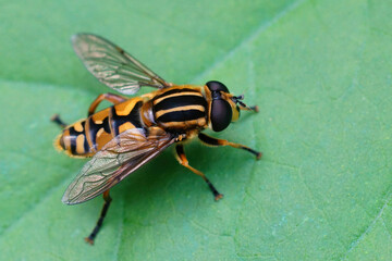 Closeup on the footballer hoverfly, Helophilus pendulus © Henk Wallays/Wirestock