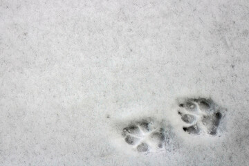 dog trail in the first snow after heavy snowfall