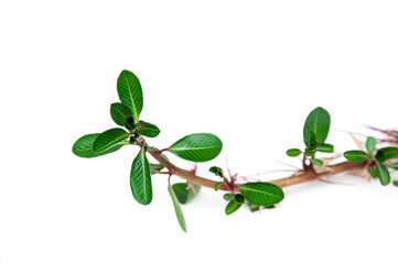 Ludwigia adscendens isolated on white background. Sunrose willow, Creeping water primrose, Water primrose