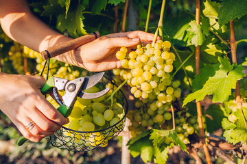 Farmer gathering crop of grapes on ecological farm. Woman cutting table grapes with pruner and puts...
