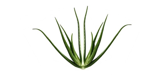 Fototapeta premium Aloe vera isolated on white