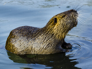 Closeup of the coypu, also known as the nutria, is a large, herbivorous, semiaquatic rodent.