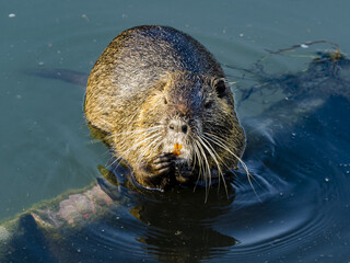 Closeup of the coypu, also known as the nutria, is a large, herbivorous, semiaquatic rodent.