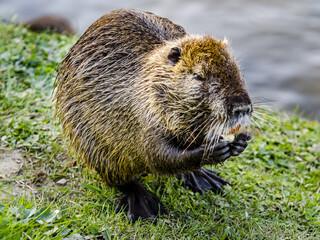 Closeup of the coypu, also known as the nutria, is a large, herbivorous, semiaquatic rodent.