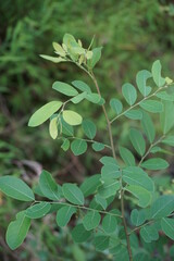 Katuk (Sauropus androgynus, star gooseberry) leaves with a natural background. Used as herbal medicine