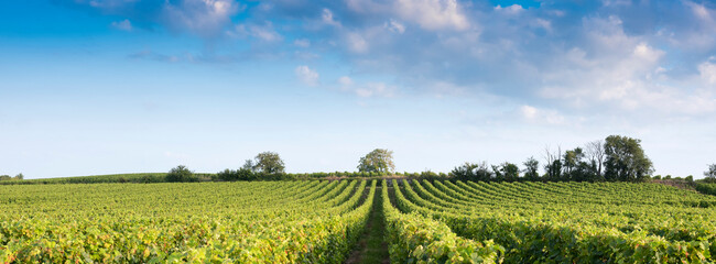 landscape near saumur in Parc naturel régional Loire-Anjou-Touraine with vineyards - 457106081
