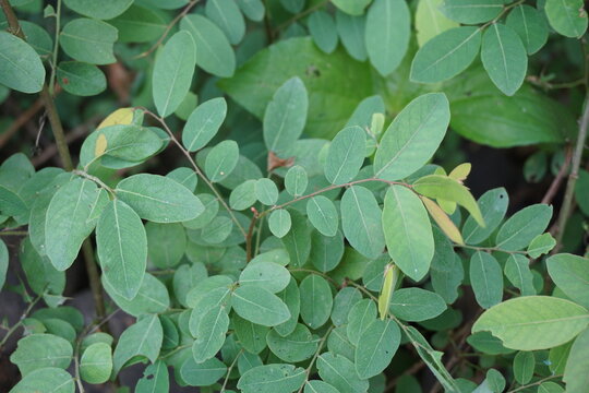 Katuk (Sauropus androgynus, star gooseberry) leaves with a natural background. Used as herbal medicine