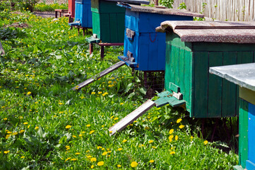 Bees in an apiary with colorful hives in bright colors with a beautiful background of grass and...