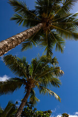 Naklejka na ściany i meble Huge coconut-producing palm trees. Tropical vacation landscape. Trees of the tropics.