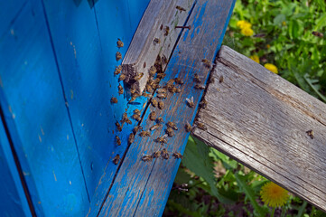 Close-up of bees in an apiary near a blue hive in bright colors with a blurred background of grass