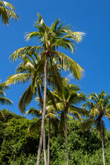 Huge coconut-producing palm trees. Tropical vacation landscape. Trees of the tropics.