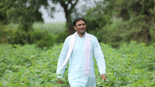 Young indian farmer standing in green pigeon pea agriculture field.