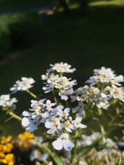 flowers in the garden