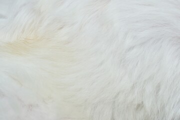 close up of a white fluffy bird