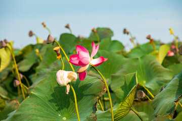 lotus flowers