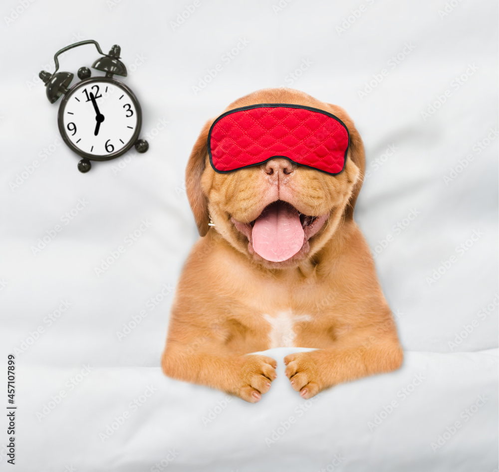 Poster mastiff puppy wearing sleeping mask sleeps with alarm clock under white blanket on a bed at home. to