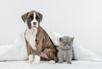 German boxer puppy and tiny kitten sit together under warm blanket on a bed at home