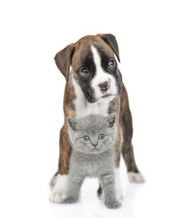 Obraz premium German Boxer puppy dog and kitten stand together in front view. isolated on white background