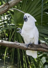 White parrot