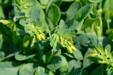 Smooth honeywort